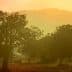 Silhouetted trees against a hazy sunset backdrop with soft orange and yellow hues. - Olive Oil Times