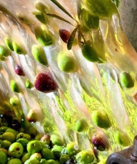 Stream of olives being washed in a processing facility during olive oil production. - Olive Oil Times