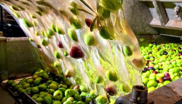 Stream of olives being washed in a processing facility during olive oil production. - Olive Oil Times