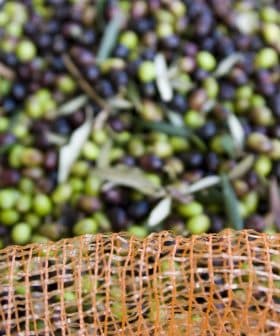 A close-up view of green and black olives collected in a mesh netting during harvest. - Olive Oil Times
