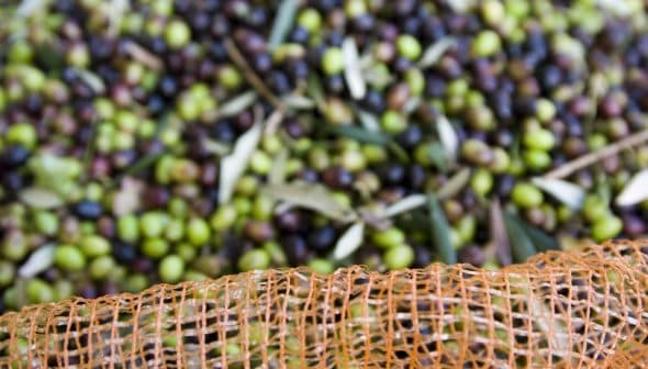 A close-up view of green and black olives collected in a mesh netting during harvest. - Olive Oil Times