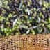 A close-up view of green and black olives collected in a mesh netting during harvest. - Olive Oil Times