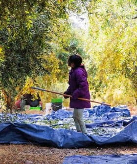 Child holding a stick while standing in an olive grove with tarps on the ground. - Olive Oil Times