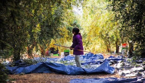 Child holding a stick while standing in an olive grove with tarps on the ground. - Olive Oil Times