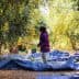 Child holding a stick while standing in an olive grove with tarps on the ground. - Olive Oil Times