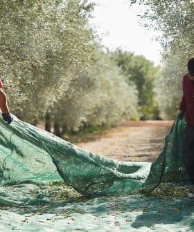 Two individuals carrying a green net used for collecting olives in an olive grove. - Olive Oil Times