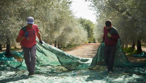 Two individuals carrying a green net used for collecting olives in an olive grove. - Olive Oil Times