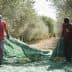 Two individuals carrying a green net used for collecting olives in an olive grove. - Olive Oil Times