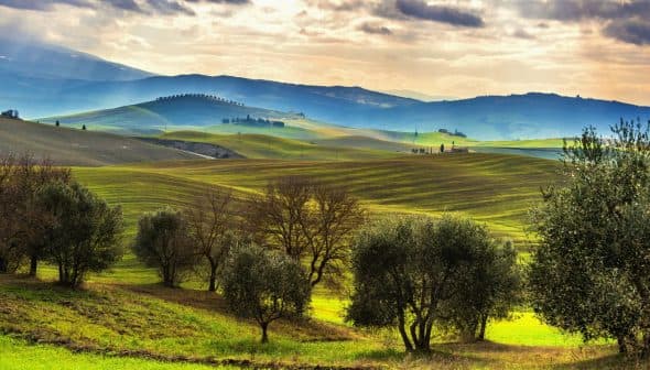 Landscape featuring rolling green hills and olive trees under a cloudy sky. - Olive Oil Times