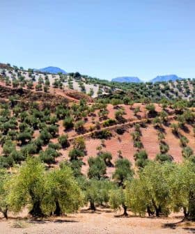 A landscape view of an olive grove with rows of olive trees on sloped terrain. - Olive Oil Times