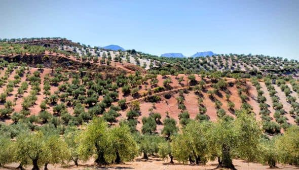 A landscape view of an olive grove with rows of olive trees on sloped terrain. - Olive Oil Times