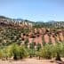A landscape view of an olive grove with rows of olive trees on sloped terrain. - Olive Oil Times