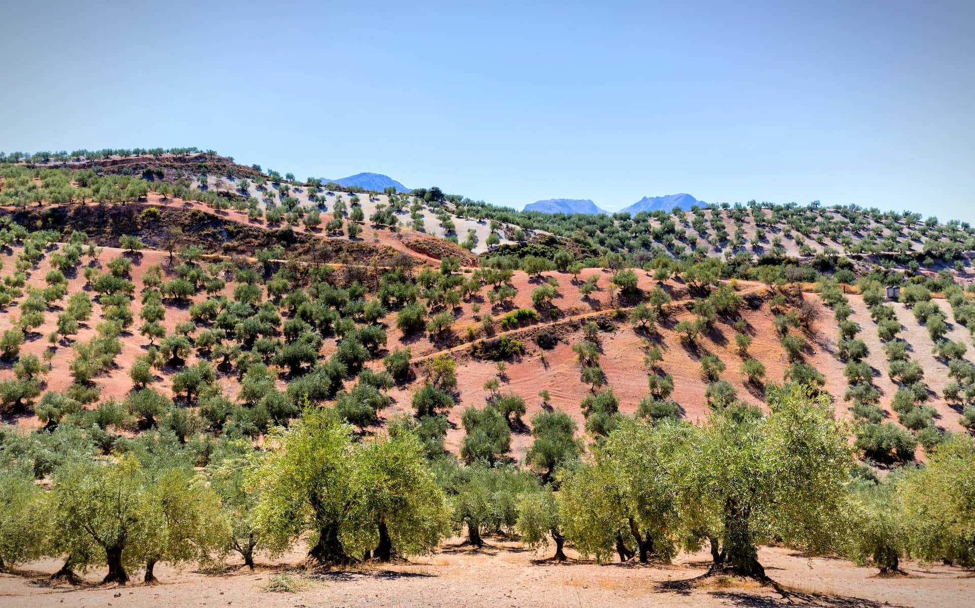 A landscape view of an olive grove with rows of olive trees on sloped terrain. - Olive Oil Times