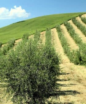 Rows of olive trees growing on a hillside with green grass and blue sky. - Olive Oil Times