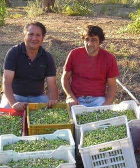 Two men sitting beside baskets filled with freshly harvested olives in a field. - Olive Oil Times