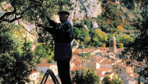 A person pruning an olive tree while standing on a ladder in a mountainous area. - Olive Oil Times