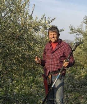 Man wearing a checkered shirt holding an olive harvesting tool in an olive grove. - Olive Oil Times