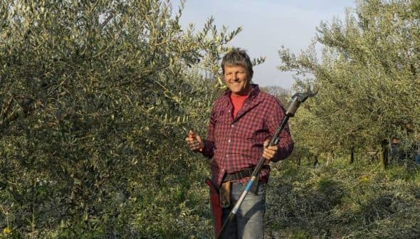 Man wearing a checkered shirt holding an olive harvesting tool in an olive grove. - Olive Oil Times