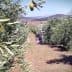 An olive grove featuring a person on a ladder harvesting olives from trees. - Olive Oil Times
