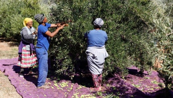 Three individuals harvesting olives from a tree while standing on a purple tarp. - Olive Oil Times