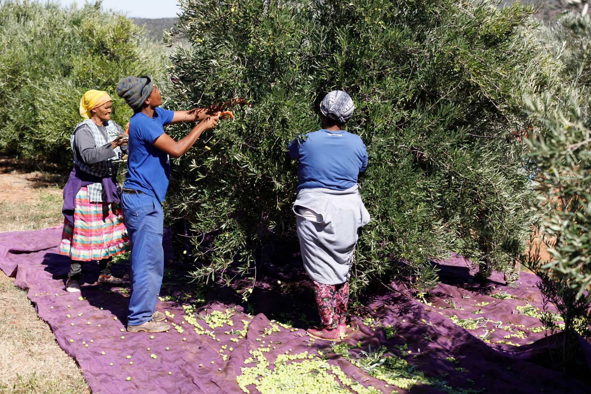 Three individuals harvesting olives from a tree while standing on a purple tarp. - Olive Oil Times