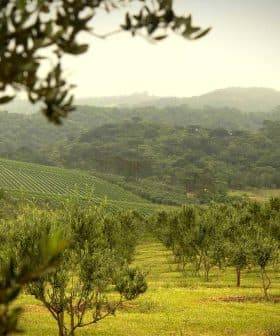 Olive trees arranged in rows within a grove, with hills in the background. - Olive Oil Times