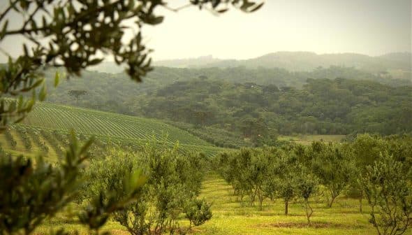 Olive trees arranged in rows within a grove, with hills in the background. - Olive Oil Times