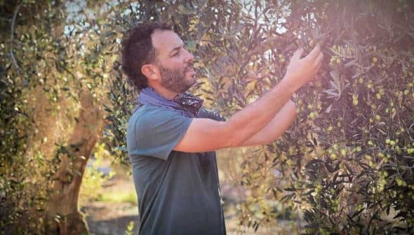 Man inspecting and harvesting olives from a tree in an olive grove. - Olive Oil Times