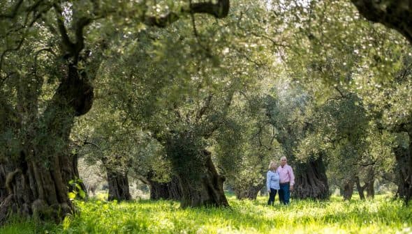 A couple walking hand in hand through an olive grove with large trees and green grass. - Olive Oil Times
