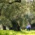 A couple walking hand in hand through an olive grove with large trees and green grass. - Olive Oil Times
