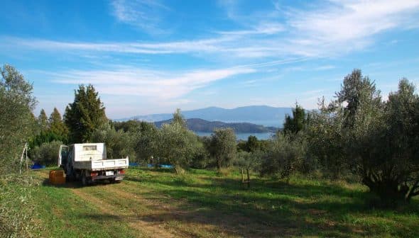 A pickup truck parked in an olive grove with trees and mountains in the background. - Olive Oil Times