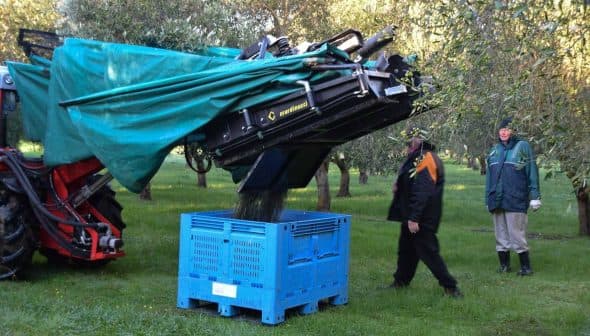 A tractor with a harvesting machine pouring olives into a blue crate during the harvesting process. - Olive Oil Times