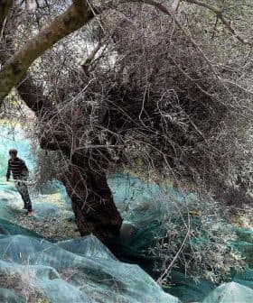 Person harvesting olives from trees with nets laid on the ground in an olive grove. - Olive Oil Times