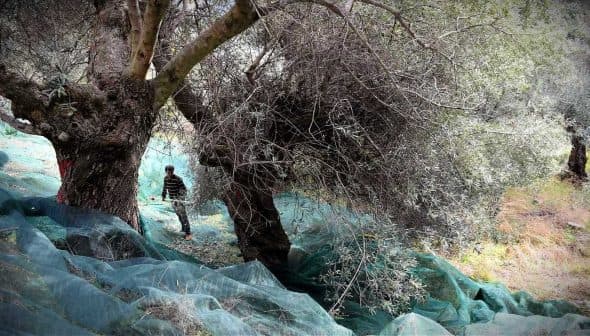 Person harvesting olives from trees with nets laid on the ground in an olive grove. - Olive Oil Times