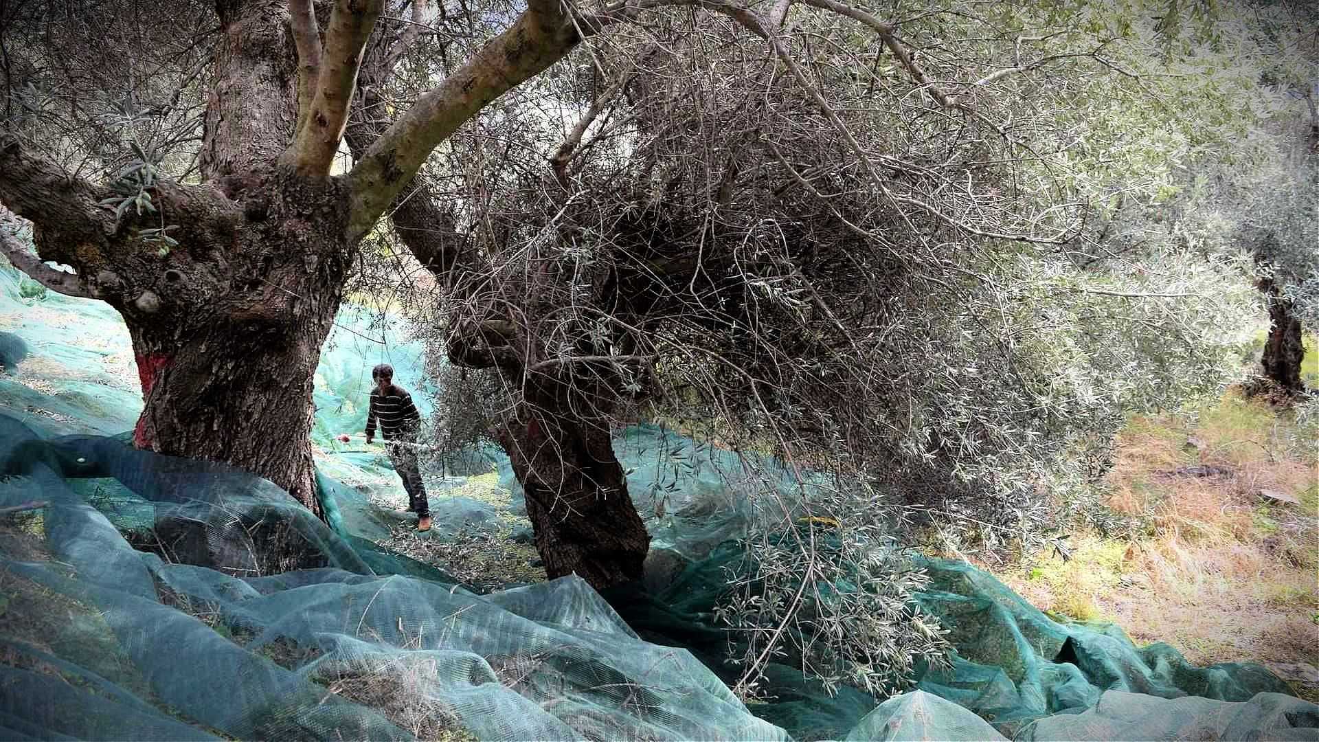 Person harvesting olives from trees with nets laid on the ground in an olive grove. - Olive Oil Times