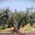A large, mature olive tree with a thick trunk and sprawling branches in an agricultural field. - Olive Oil Times