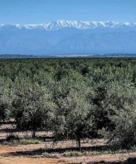 Olive tree orchard with rows of trees and snow-capped mountains in the background. - Olive Oil Times