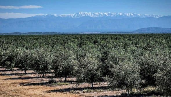 Olive tree orchard with rows of trees and snow-capped mountains in the background. - Olive Oil Times