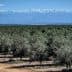 Olive tree orchard with rows of trees and snow-capped mountains in the background. - Olive Oil Times