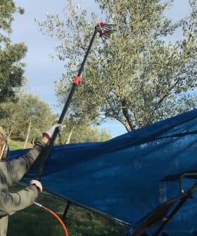 Individual operating a pole harvester to collect olives from a tree under a blue tarp. - Olive Oil Times