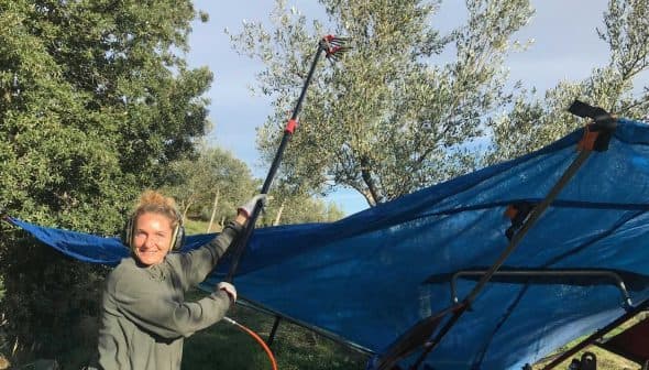 Individual operating a pole harvester to collect olives from a tree under a blue tarp. - Olive Oil Times