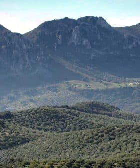 Mountainous landscape featuring rolling hills covered with olive trees and rocky peaks in the background. - Olive Oil Times
