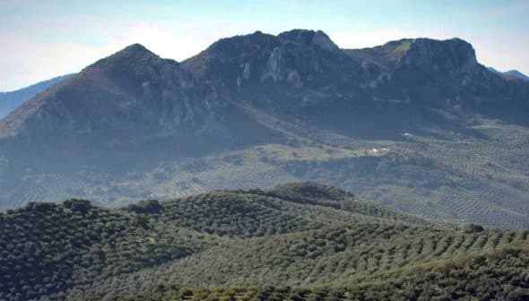 Mountainous landscape featuring rolling hills covered with olive trees and rocky peaks in the background. - Olive Oil Times