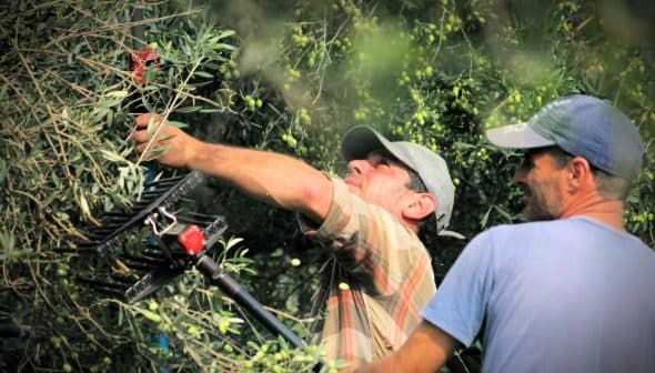 Two men using tools to harvest olives from trees in an orchard. - Olive Oil Times