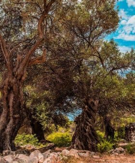 Several olive trees with thick trunks and lush foliage in a natural landscape. - Olive Oil Times