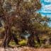 Several olive trees with thick trunks and lush foliage in a natural landscape. - Olive Oil Times