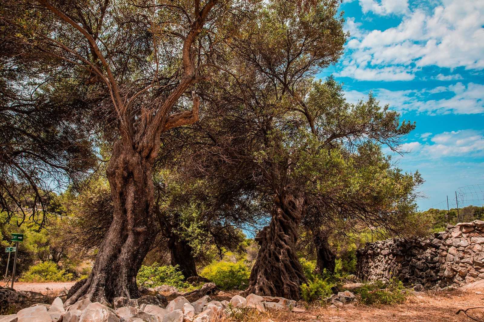 Several olive trees with thick trunks and lush foliage in a natural landscape. - Olive Oil Times