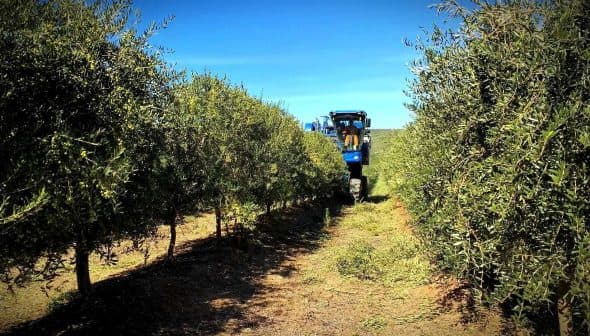Tractor navigating through rows of olive trees in an olive grove. - Olive Oil Times
