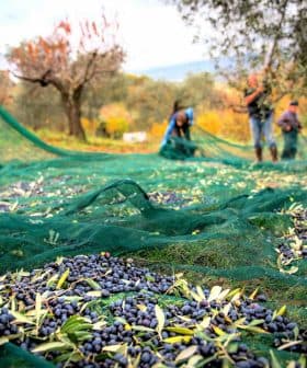 Workers collecting olives from the ground using green nets during the harvesting process. - Olive Oil Times