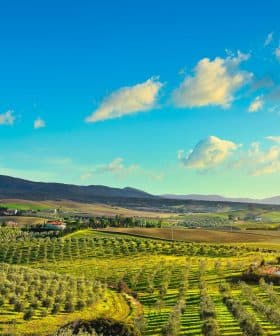 A panoramic view of olive groves and rolling hills under a blue sky with clouds. - Olive Oil Times